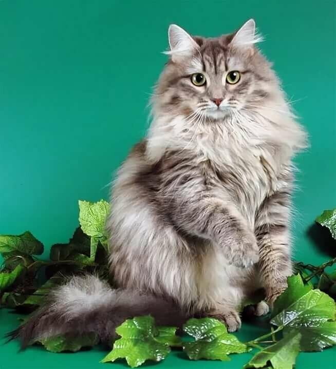 Сибирские кошки, красивые и респектабельные, с великолепной густой шерстью, давно завоевали всенародную любовь