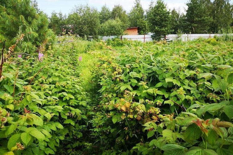 Как обрабатывать кусты малины: эффективные советы и рекомендации