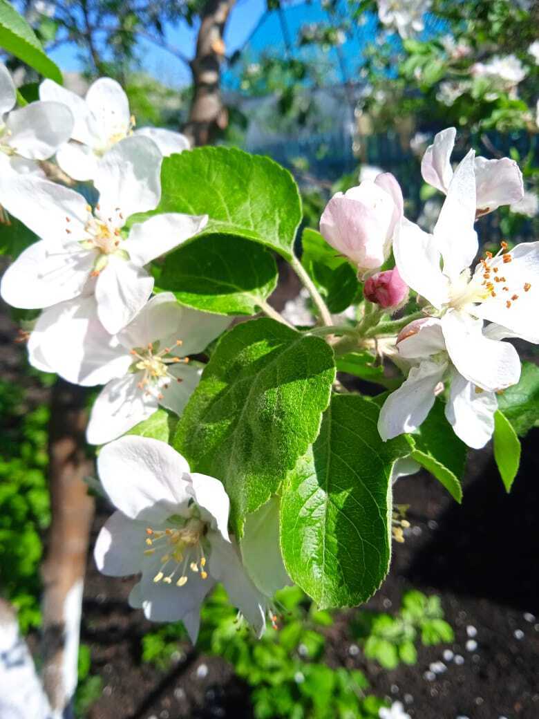 Мои первые маленькие апрельские сенсации дачного сезона 2024 года: все чудеса в фотографиях.