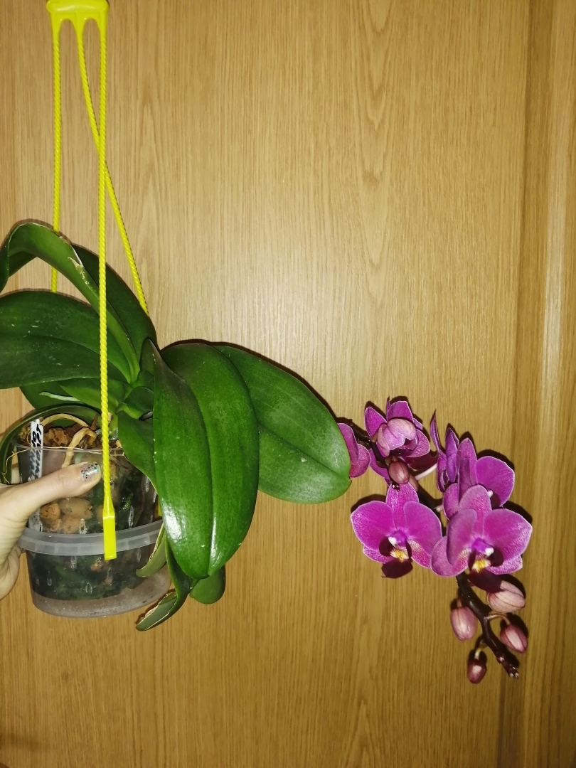Воскрешение орхидей или как наростить жирные корни и заставить цвести фаленопсис