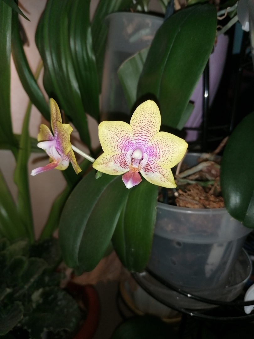 Воскрешение орхидей или как наростить жирные корни и заставить цвести фаленопсис