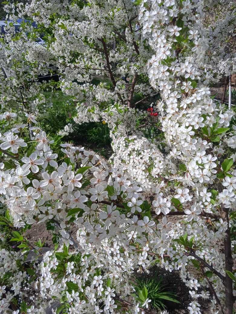 Мои первые маленькие апрельские сенсации дачного сезона 2024 года: все чудеса в фотографиях.