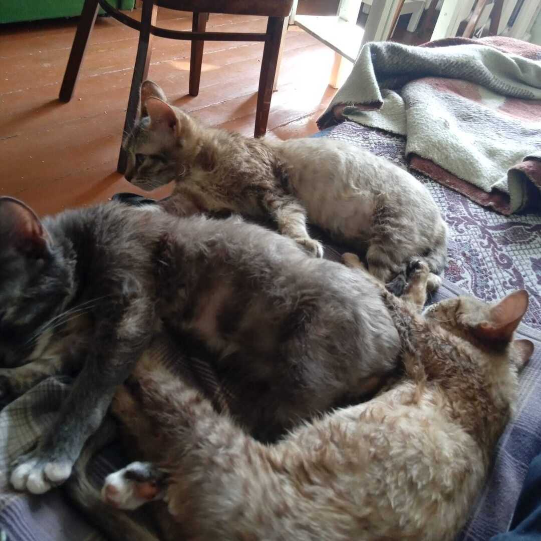 Весело живем с котятами. Продолжение.