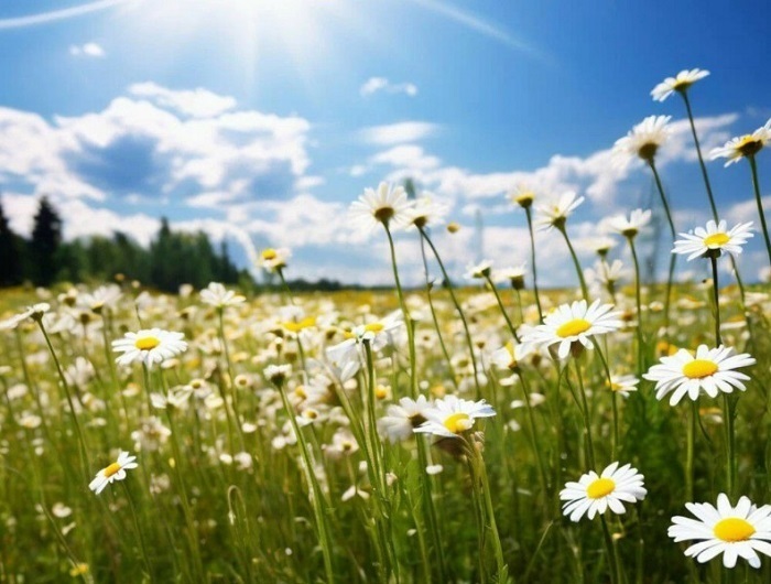 Программа "Шедеврум". Новое слово в мире творчества