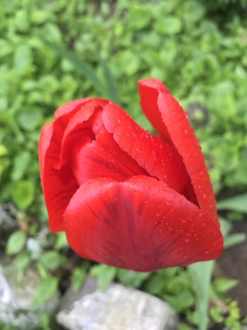 Месяц май - это Первомай, это день Радио, это праздник 9 Мая, и это просто месяц,