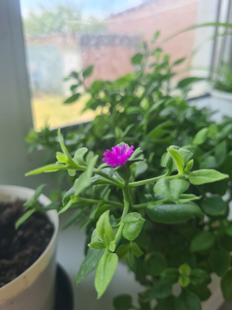 Мой прадед пропал в рижских боях