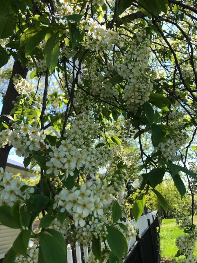 Легенда о черемухи