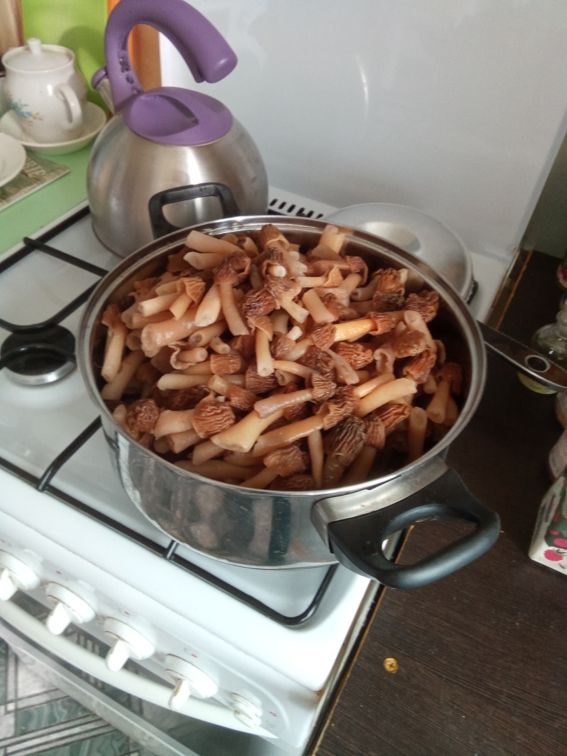 Открываем грибной сезон 2024