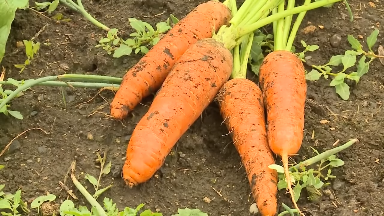 ✅Делюсь своим личным опытом по выращиванию крупной моркови 🥕🥕🥕