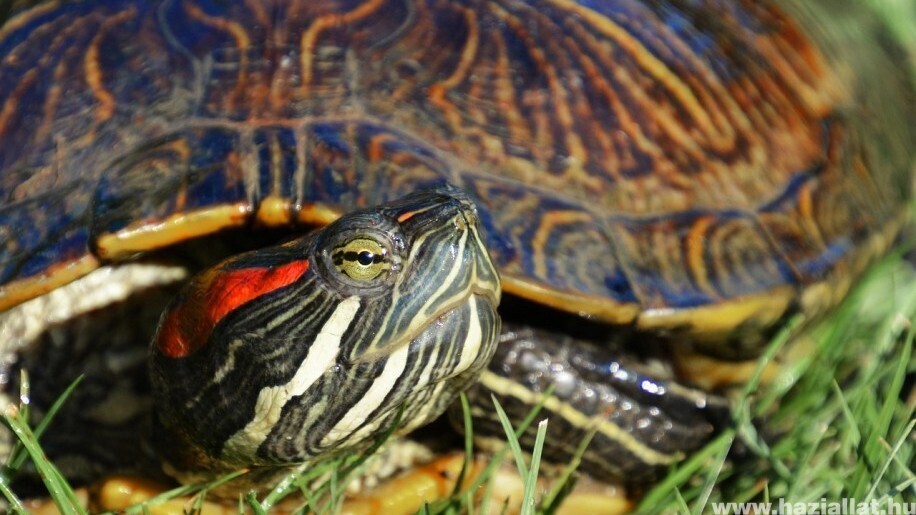 Как правильно кормить красноухую черепаху?