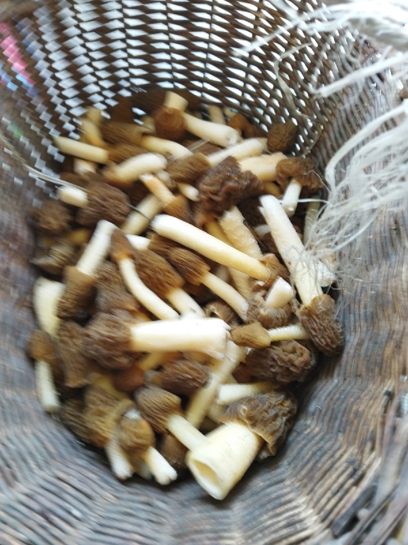 А у наших краях охота на сморчков, хоть и тихая, но такая опасная…