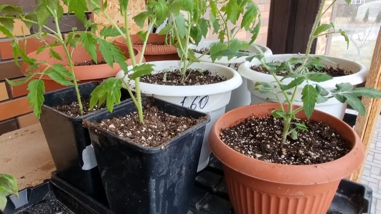 ✅Как в городе не имея земли занятся растеневодством и садоводством Практические советы 🌹🌸🌷