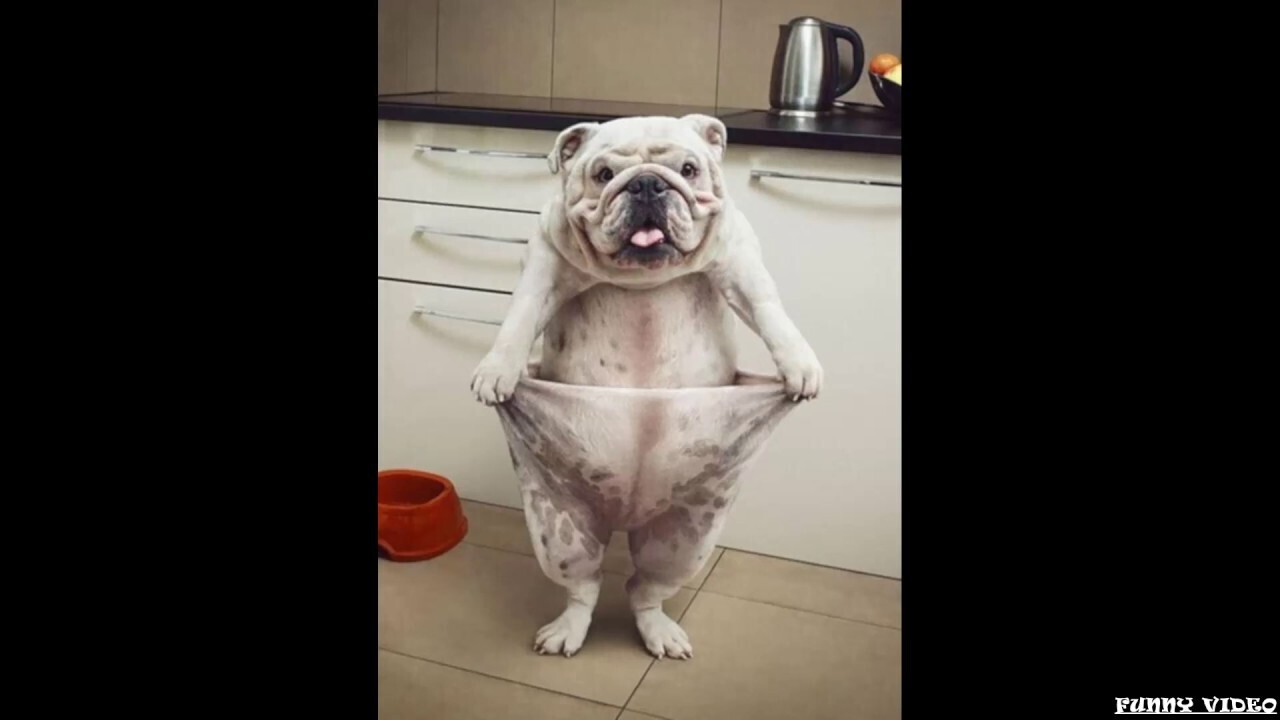 Попробуй не засмеяться 😂: Приключения кошек и собак в мире видео-юмора. Позитив всегда нужен!