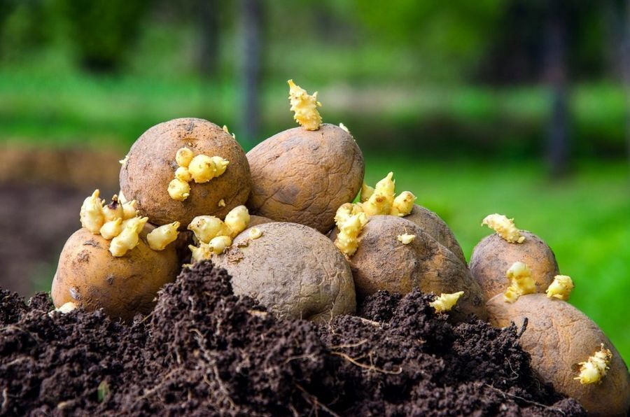 Что делать, если семенная картошка испортилась: советы и рекомендации