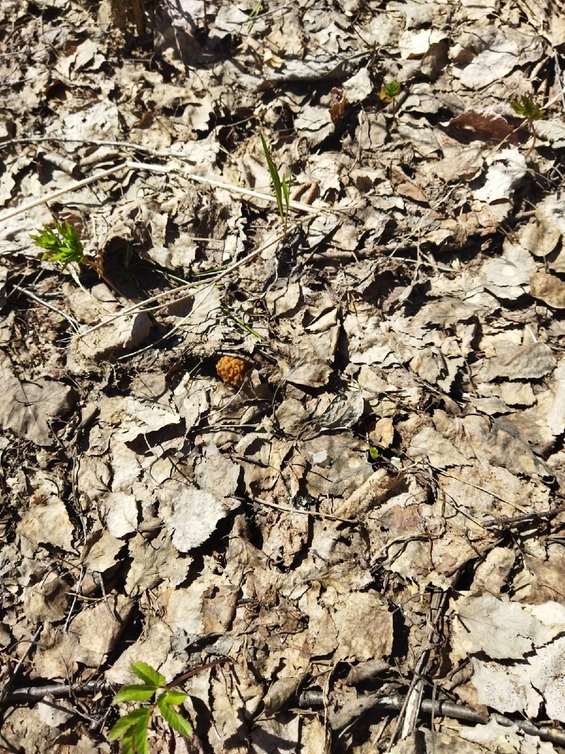 А у наших краях охота на сморчков, хоть и тихая, но такая опасная…