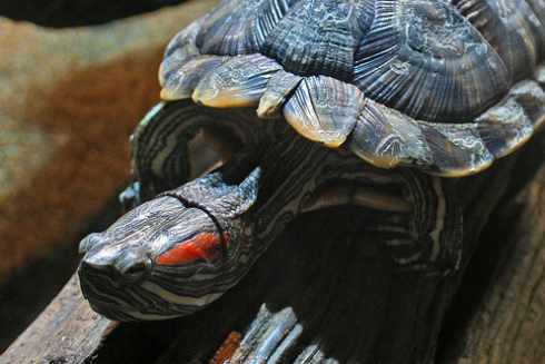 Как правильно кормить красноухую черепаху?