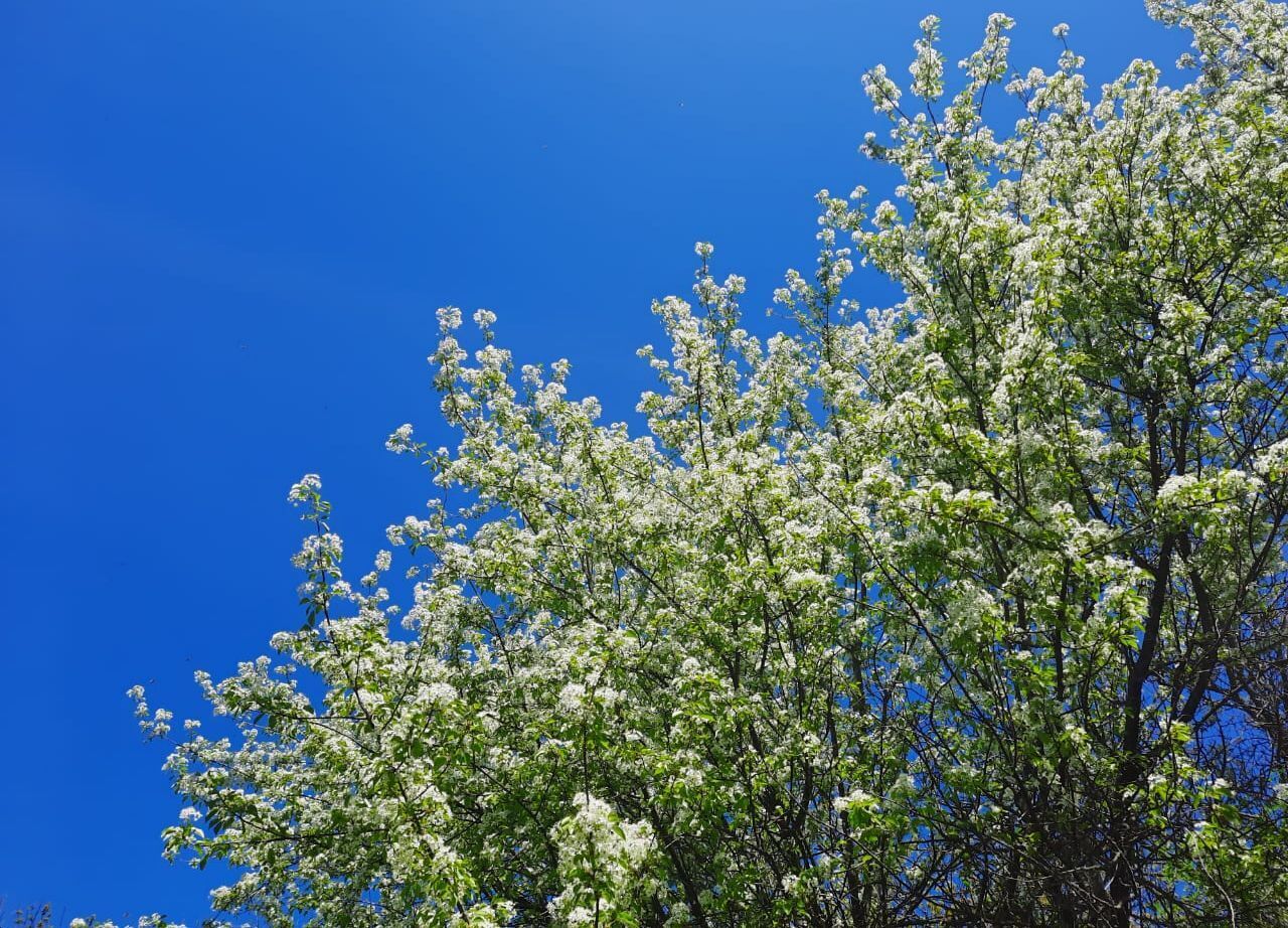 Щепкинский лес в окрестностях Ростова-на-Дону, который в выходные дни посещают сотни горожан для единения с природой (моя прогулка)