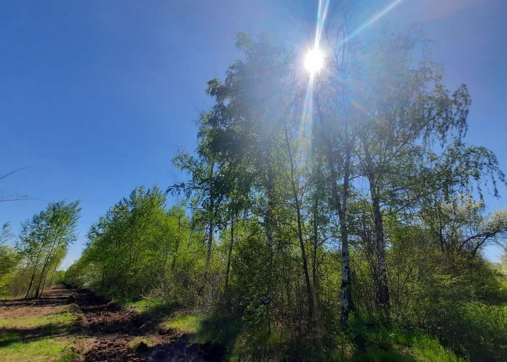 Щепкинский лес в окрестностях Ростова-на-Дону, который в выходные дни посещают сотни горожан для единения с природой (моя прогулка)