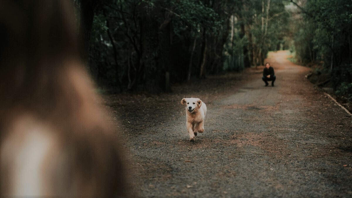 Понимание ассоциативной памяти собак