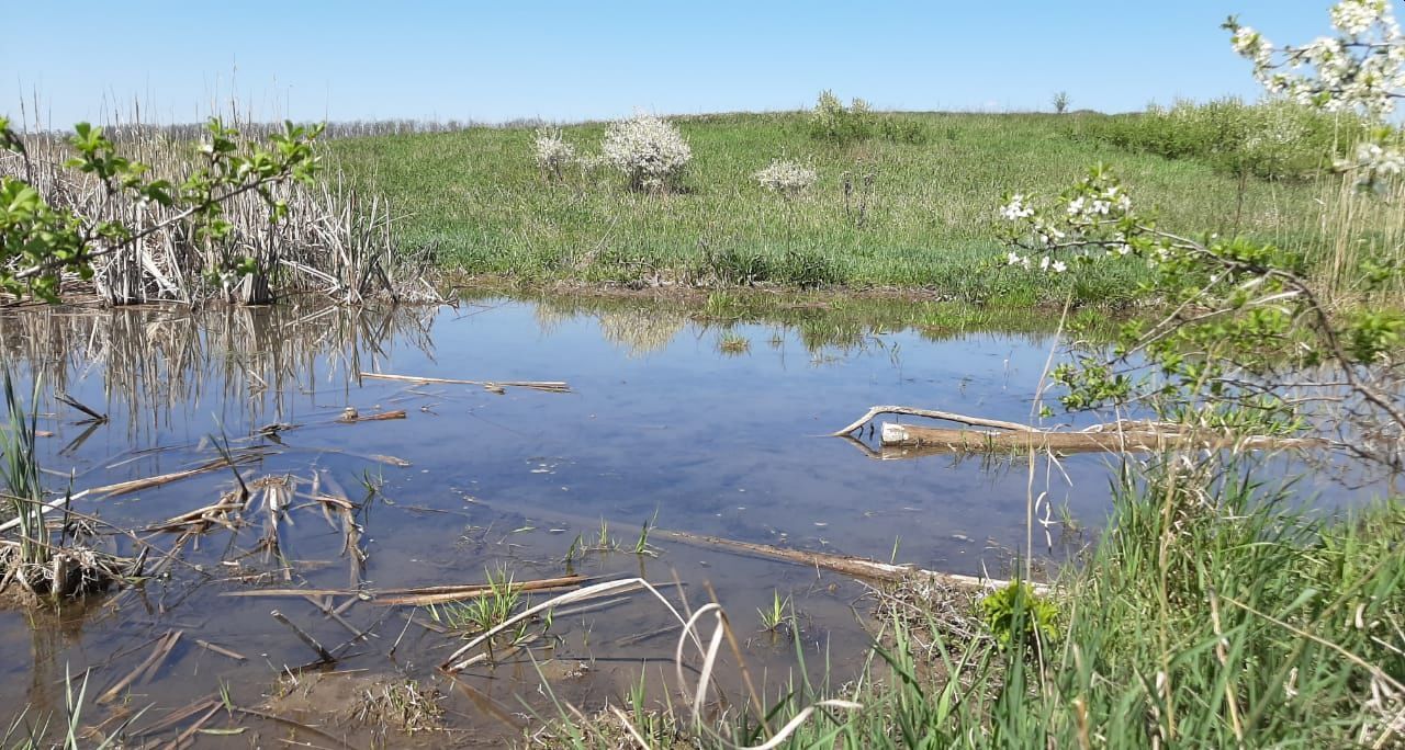 Щепкинский лес в окрестностях Ростова-на-Дону, который в выходные дни посещают сотни горожан для единения с природой (моя прогулка)