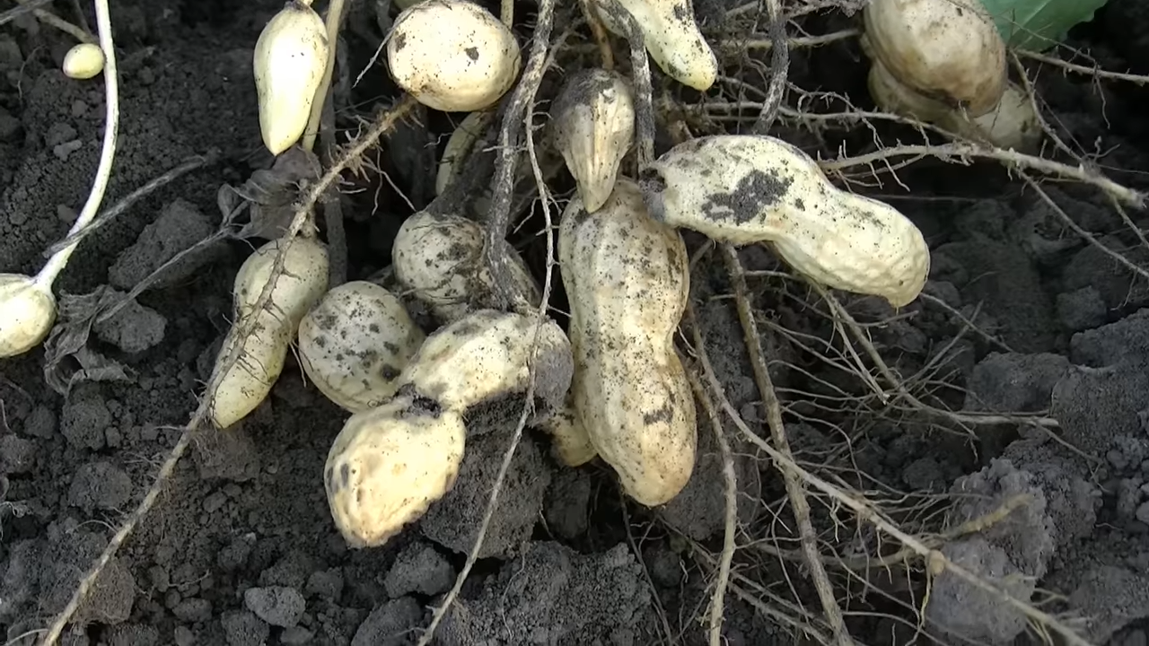 ❗❗❗Как я выращивал арахис у себя на огороде и что из этого вышло 🥜🥜🥜