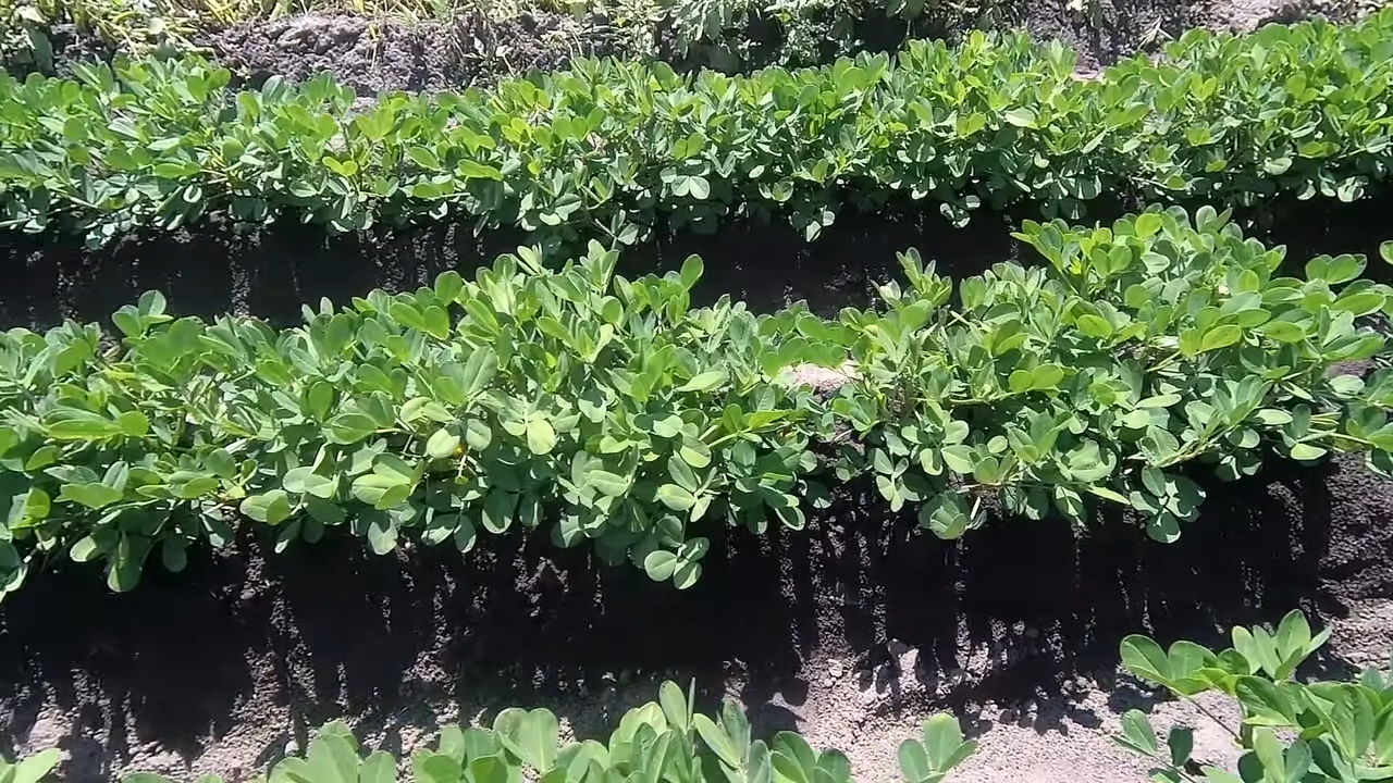 ❗❗❗Как я выращивал арахис у себя на огороде и что из этого вышло 🥜🥜🥜