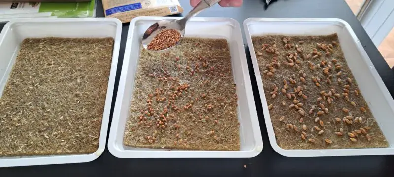 Вкусовый оргазм и витаминная бомба: выращиваем микроовощи дома!