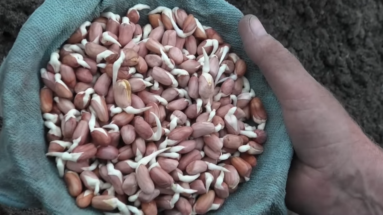 ❗❗❗Как я выращивал арахис у себя на огороде и что из этого вышло 🥜🥜🥜