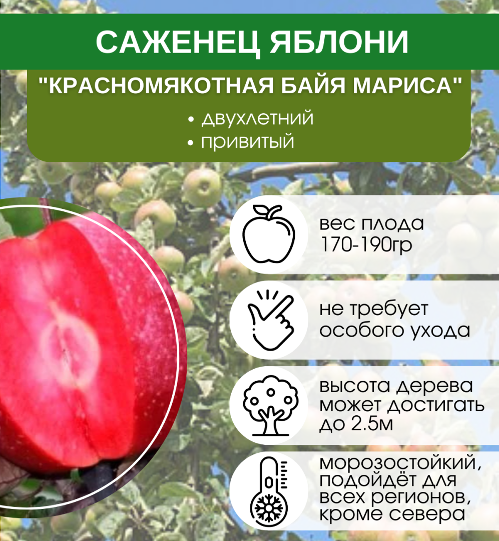 Мой будущий сад! Мечта которую я воплощаю своими руками!