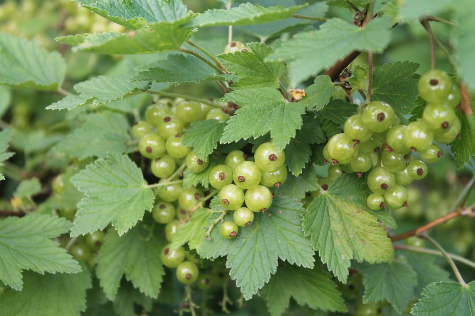 Мой будущий сад! Мечта которую я воплощаю своими руками!