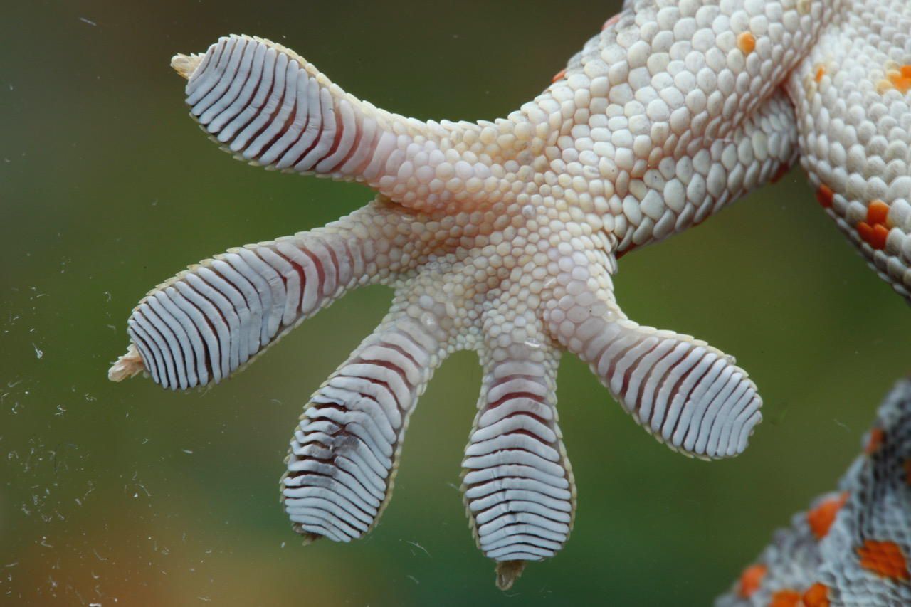 Животный мир: Открытия, которые удивят вас.