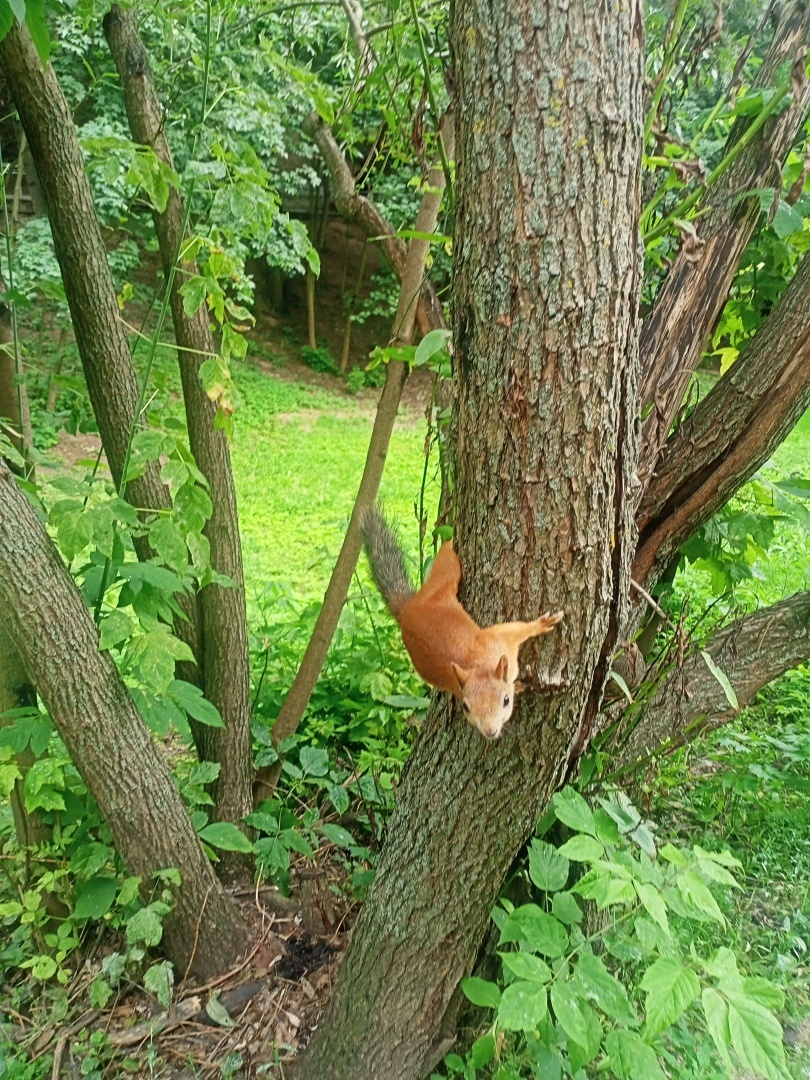 Грибной апокалипсис, или как я выжила в лесу с двумя мужиками