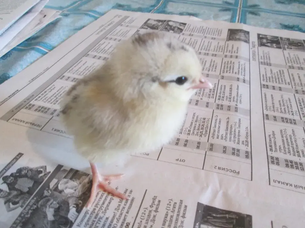 ✅Что дает планирование огорода Как овощи влияют друг на друга Мои наблюдение и личный опыт