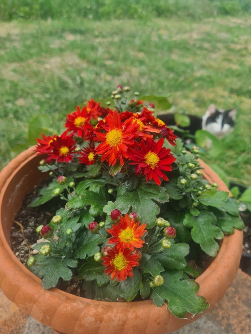 Как я себе картину купила, а Мария у меня ее забрала, а еще про то, как я мошенникам деньги свои отдала