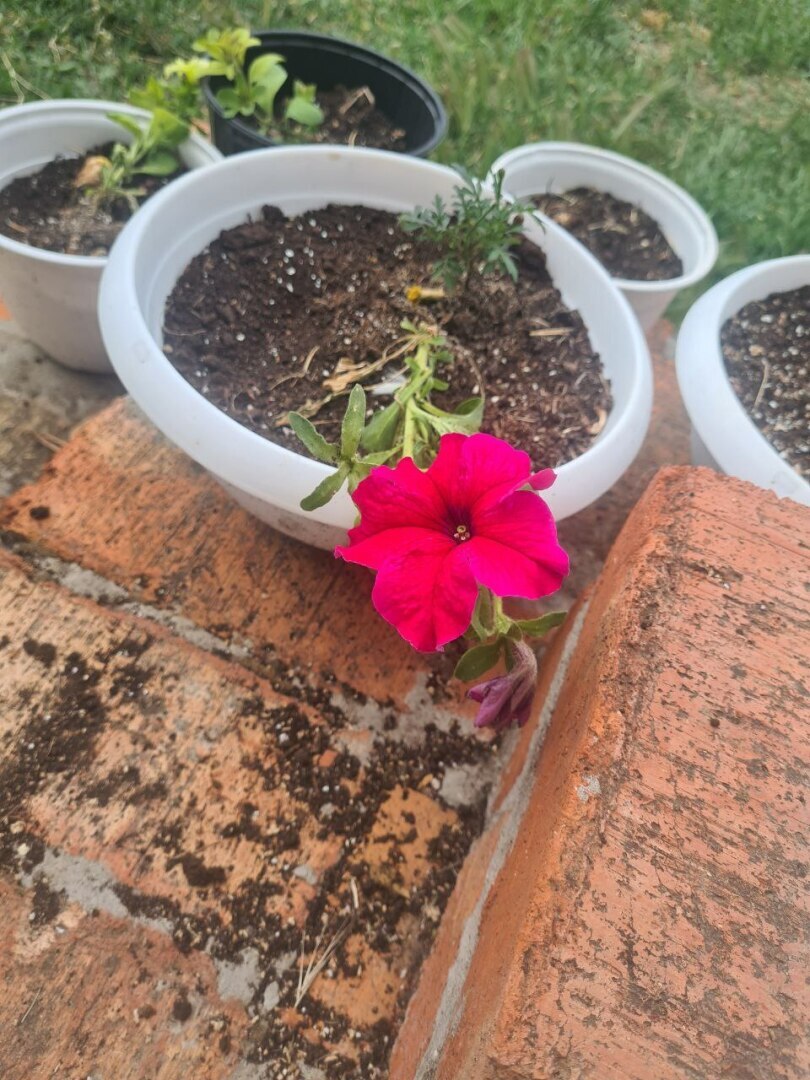 Как я себе картину купила, а Мария у меня ее забрала, а еще про то, как я мошенникам деньги свои отдала