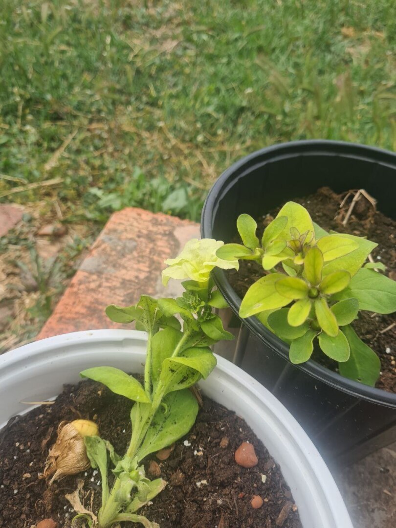 Как я себе картину купила, а Мария у меня ее забрала, а еще про то, как я мошенникам деньги свои отдала