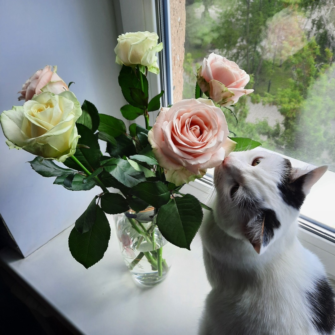 Минимализм, Project Pan, разумное потребление. И другие модные течения и мое отношение к ним.