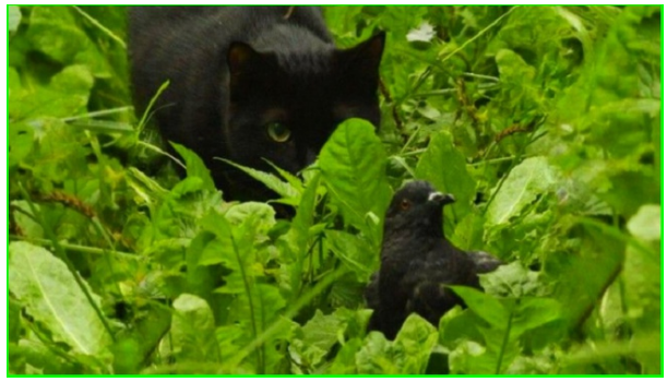 Встреча хвостатых с пернатыми. Котопозитивчик🤗