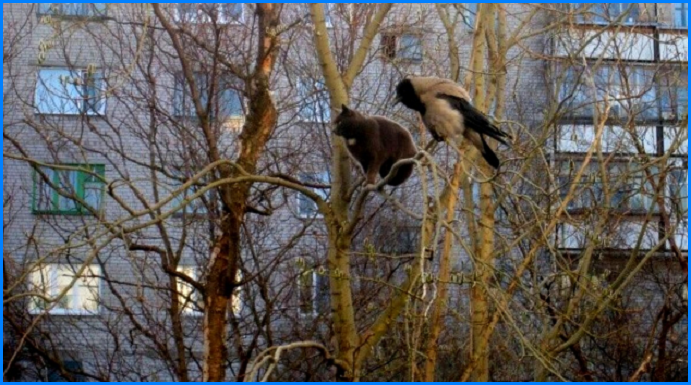 Встреча хвостатых с пернатыми. Котопозитивчик🤗