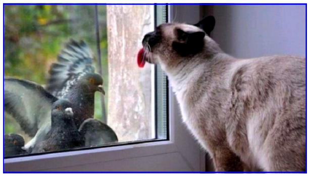 Встреча хвостатых с пернатыми. Котопозитивчик🤗