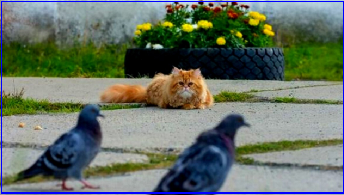 Встреча хвостатых с пернатыми. Котопозитивчик🤗