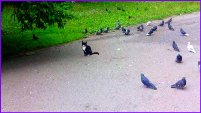 Встреча хвостатых с пернатыми. Котопозитивчик🤗