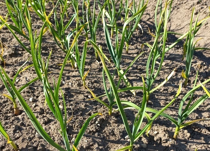 Синоптики такую весну не наблюдали совсем. Горести огородников