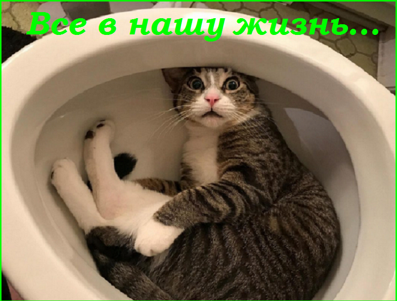 Майский Котопозитивчик - для друзей!🤗