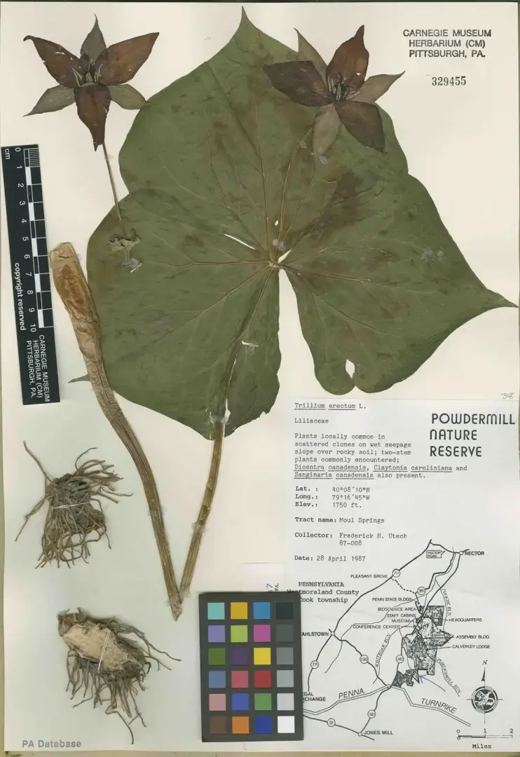 Эти исследователи копаются в малоизученной науке о корнях