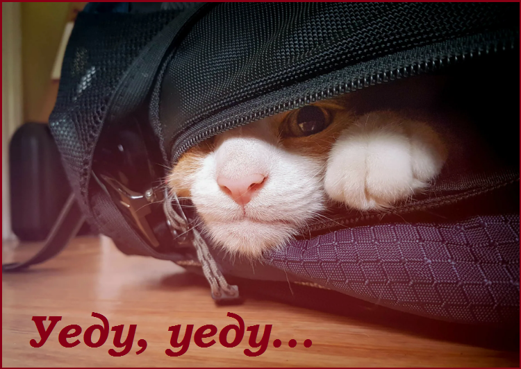 Майский Котопозитивчик - для друзей!🤗