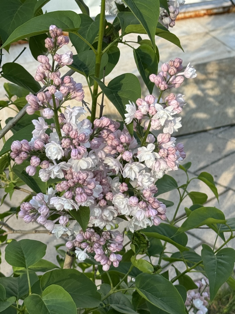 Как моя подруга познакомилась с военным врачом в Интернете, поняла, что он альфонс и мошенник, и переиграла его по его же правилам