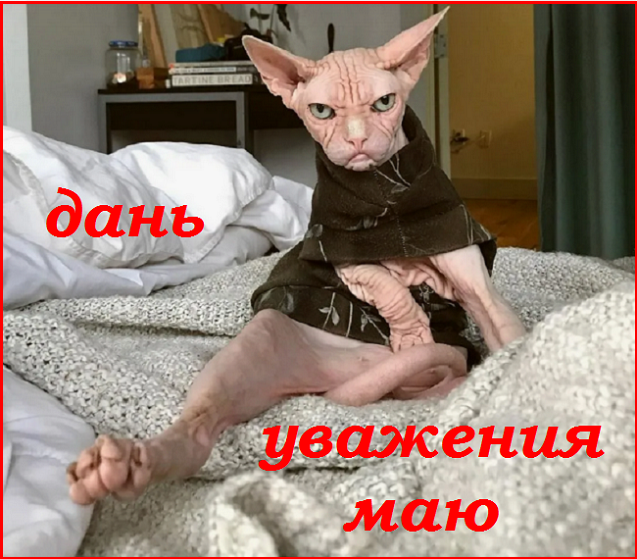 Майский Котопозитивчик - для друзей!🤗