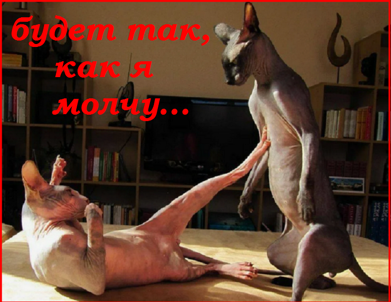 Майский Котопозитивчик - для друзей!🤗