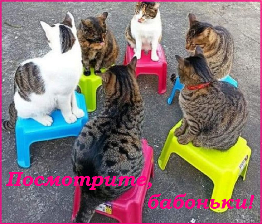 Майский Котопозитивчик - для друзей!🤗